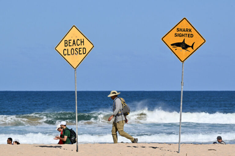 nothing-off-table:-shark-culls-on-cards-after-attack