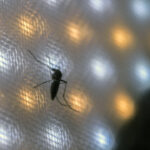 brazil-suspends-dengue-vaccine-campaign-after-deaths