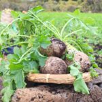 jeju-winter-radish:-a-crop-defined-by-what-winter-refuses-to-let-grow