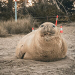the-world-has-fallen-for-neil-the-sealnow-50,000-have-signed-a-petition-to-protect-him