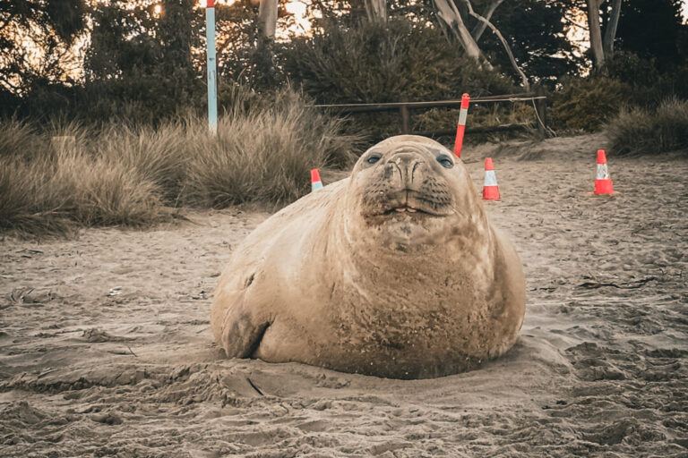 the-world-has-fallen-for-neil-the-sealnow-50,000-have-signed-a-petition-to-protect-him