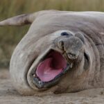 neil-the-seal-returns-to-the-deep-blue-sea,-scientist-says-he’ll-likely-return