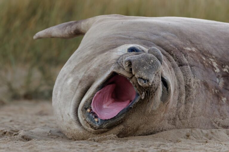 neil-the-seal-returns-to-the-deep-blue-sea,-scientist-says-he’ll-likely-return