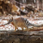 the-australian-numbat-no-longer-officially-endangered