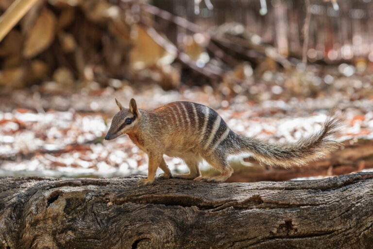 the-australian-numbat-no-longer-officially-endangered