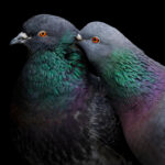 the-secret-science-of-pigeon-navigation