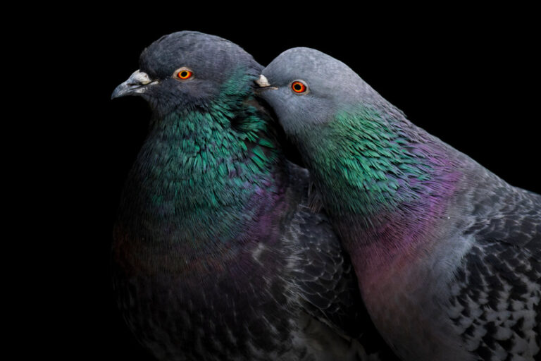 the-secret-science-of-pigeon-navigation