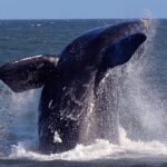 stay-away-ban-issued-to-protect-rare-visiting-whales