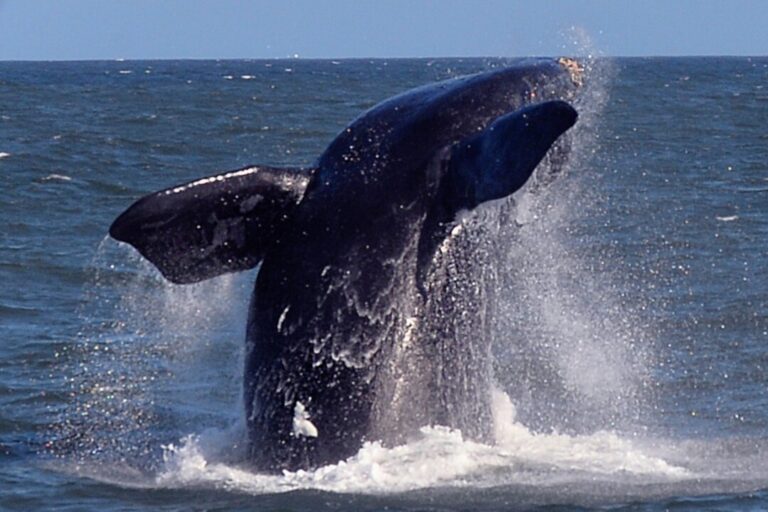 stay-away-ban-issued-to-protect-rare-visiting-whales
