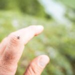 researchers-warning-about-another-tick-borne-illness-in-canada