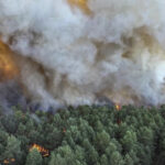 fire-in-forest-of-french-kings:-the-battle-to-save-fontainebleau