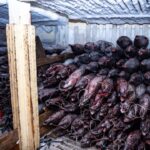 going-dark:-the-high-tech-tricks-behind-illegal-chinese-fishing-in-the-pacific