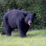 bear-involved-in-deaths-of-2-people-in-northern-saskatchewan