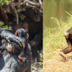great-apes-were-using-touch-to-reassure-and-keep-the-peace-six-million-years-before-humans-evolved-new-research