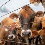 us-to-resume-mexican-cattle-imports-after-yearlong-screwworm-ban