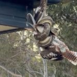 back-from-the-brink:-is-this-australias-luckiest-kookaburra?