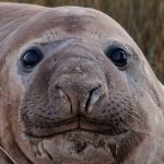 neil-the-seal-may-have-cost-$30,000but-one-expert-says-it-delivered-priceless-tourism-for-tasmania