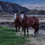 it-takes-a-village:-okanagan-community-rallies-to-rescue-horses-from-wildfire