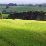 senate-rejects-inquiry-into-sale-of-tasmanias-biggest-farm,-9,000-hectares-for-carbon-credit-use